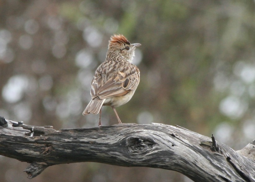 Rufous-naped Lark (Rufous-naped) - ML623995885