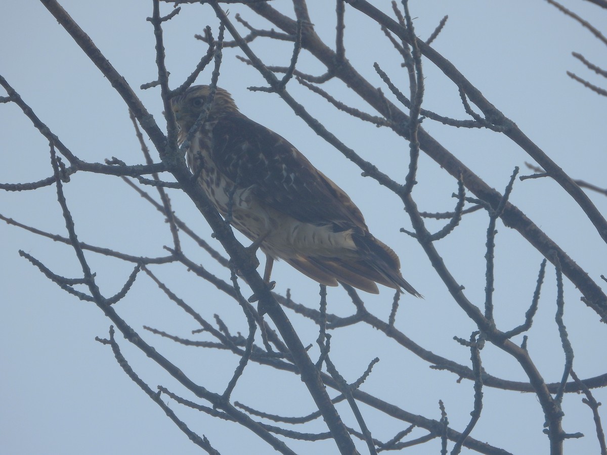 Red-shouldered Hawk - ML623995897