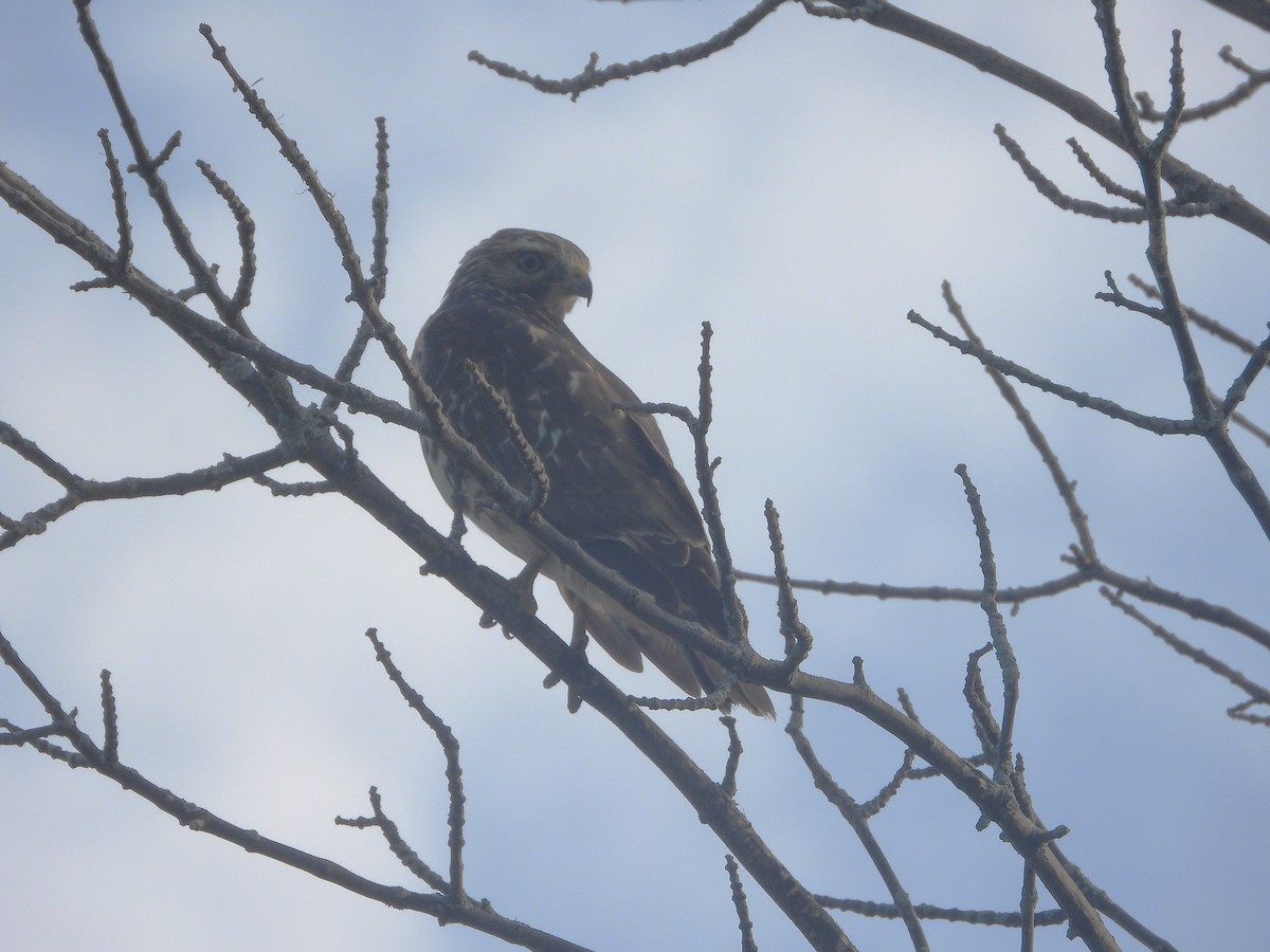 Red-shouldered Hawk - ML623995898