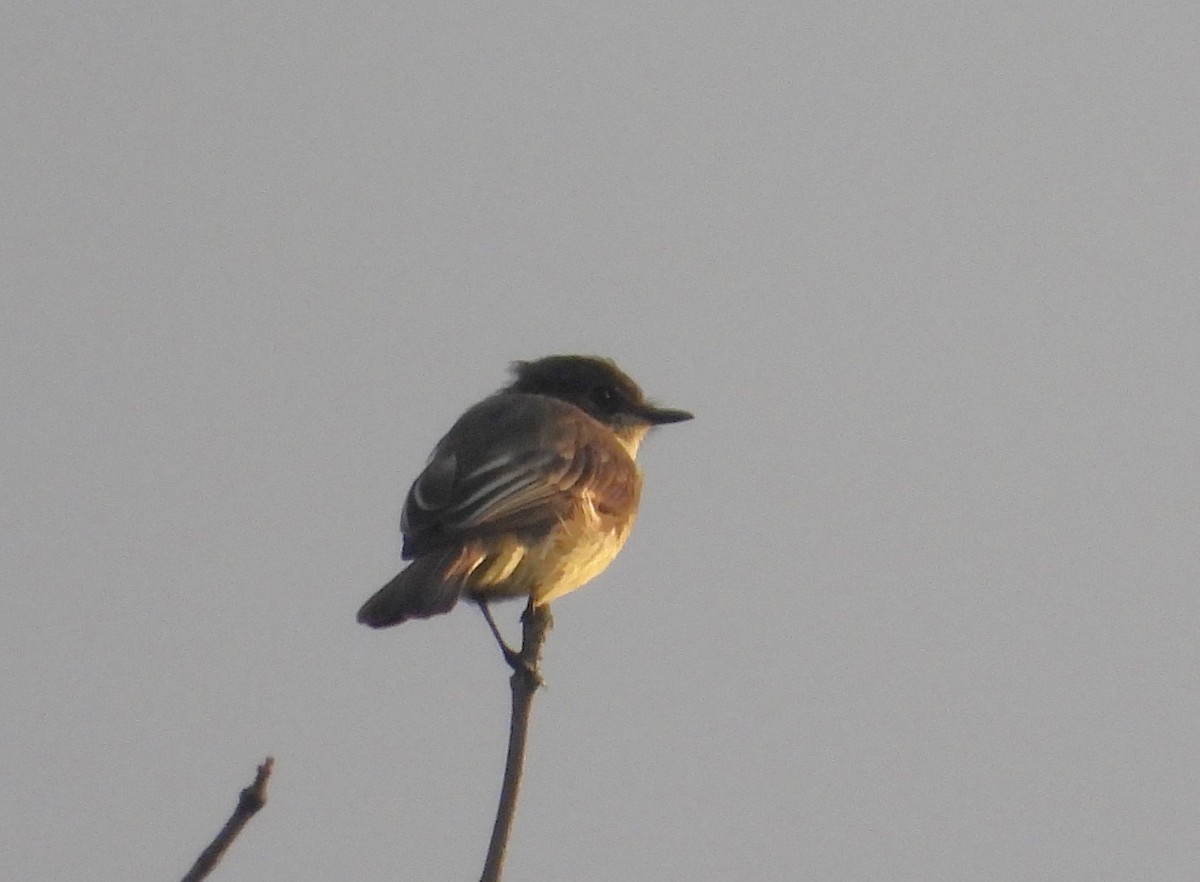 Eastern Phoebe - ML623995903