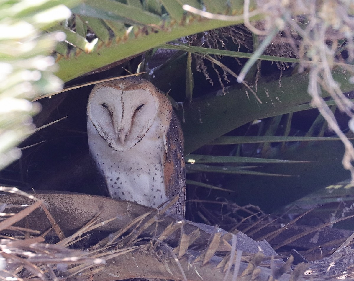 Western Barn Owl (African) - ML623995906