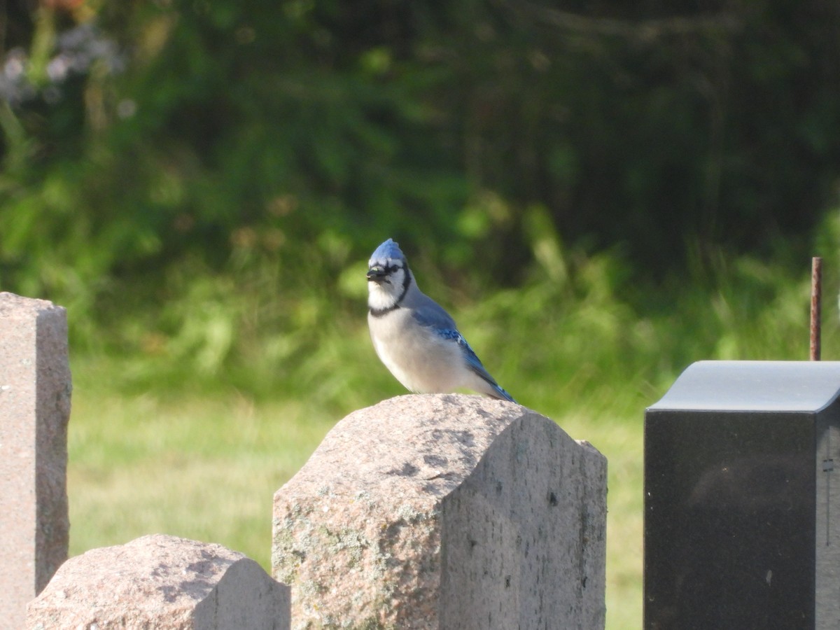 Blue Jay - Serge Benoit