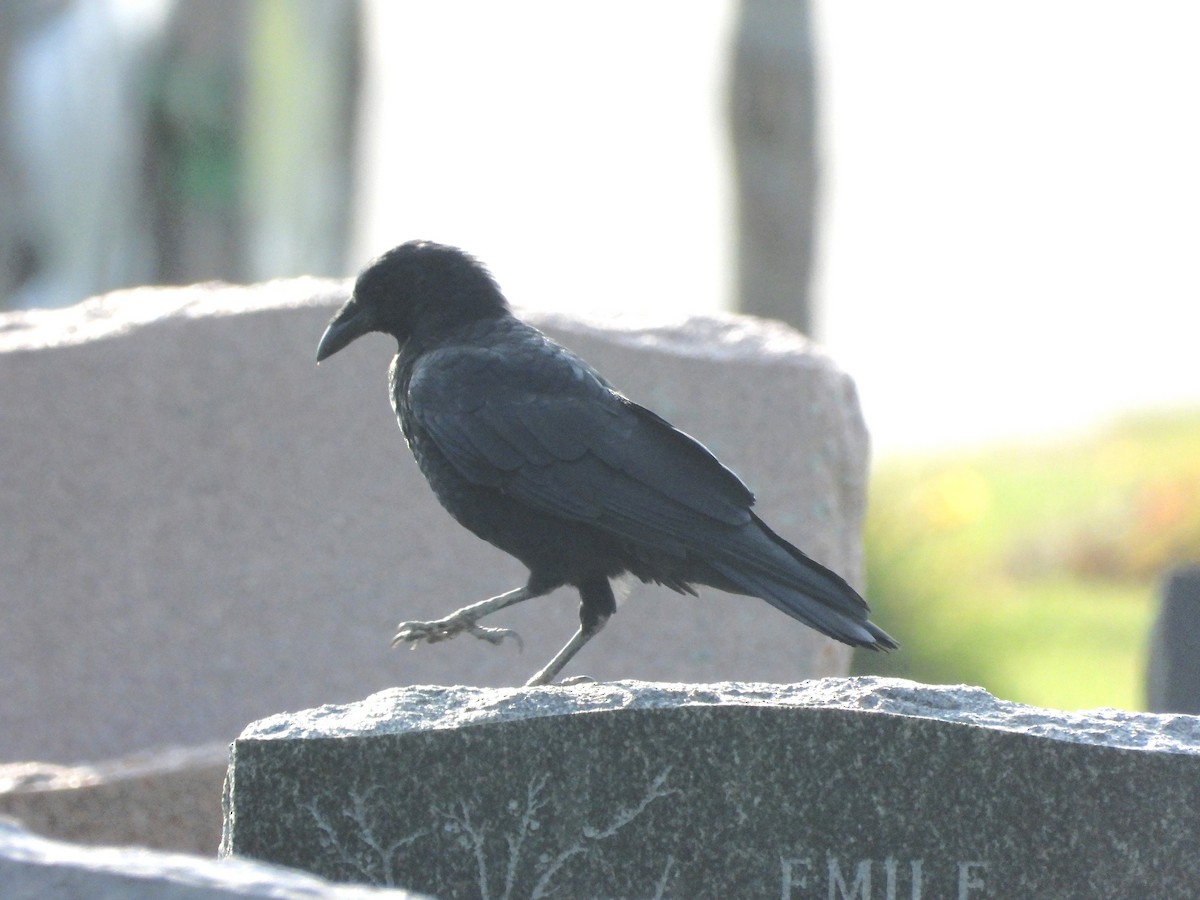 American Crow - ML623995914