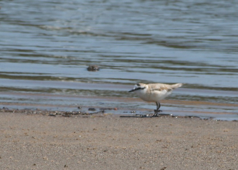 White-fronted Plover - ML623995918