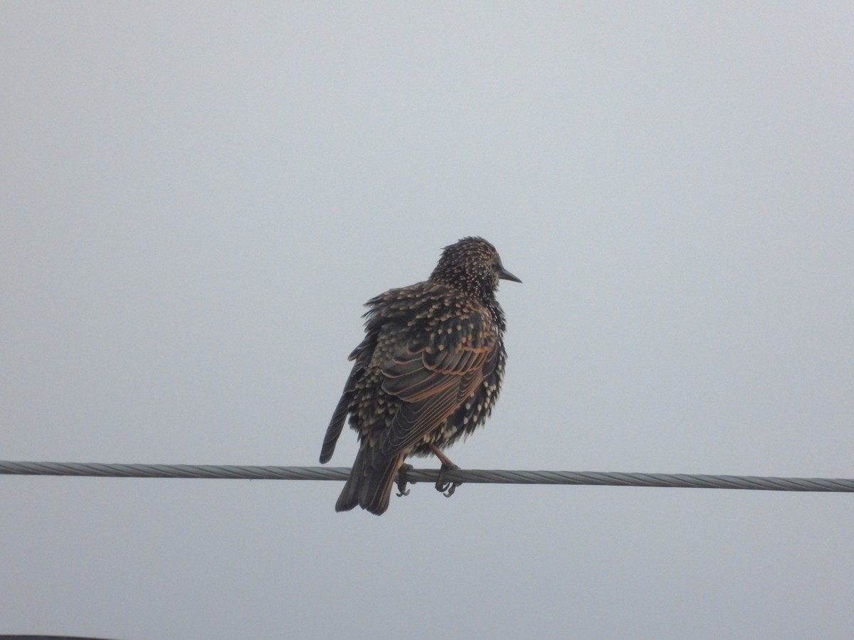 European Starling - ML623995925