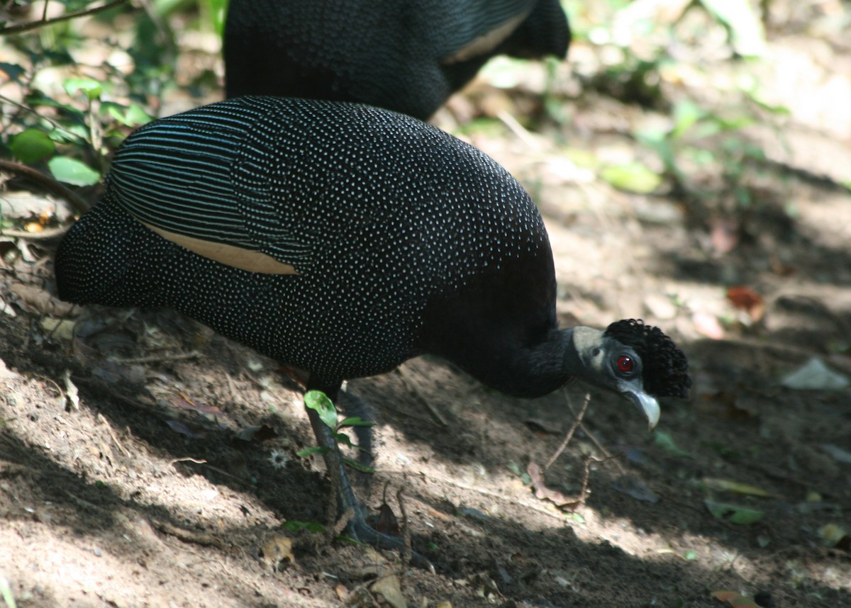 Southern Crested Guineafowl - Livio Rey