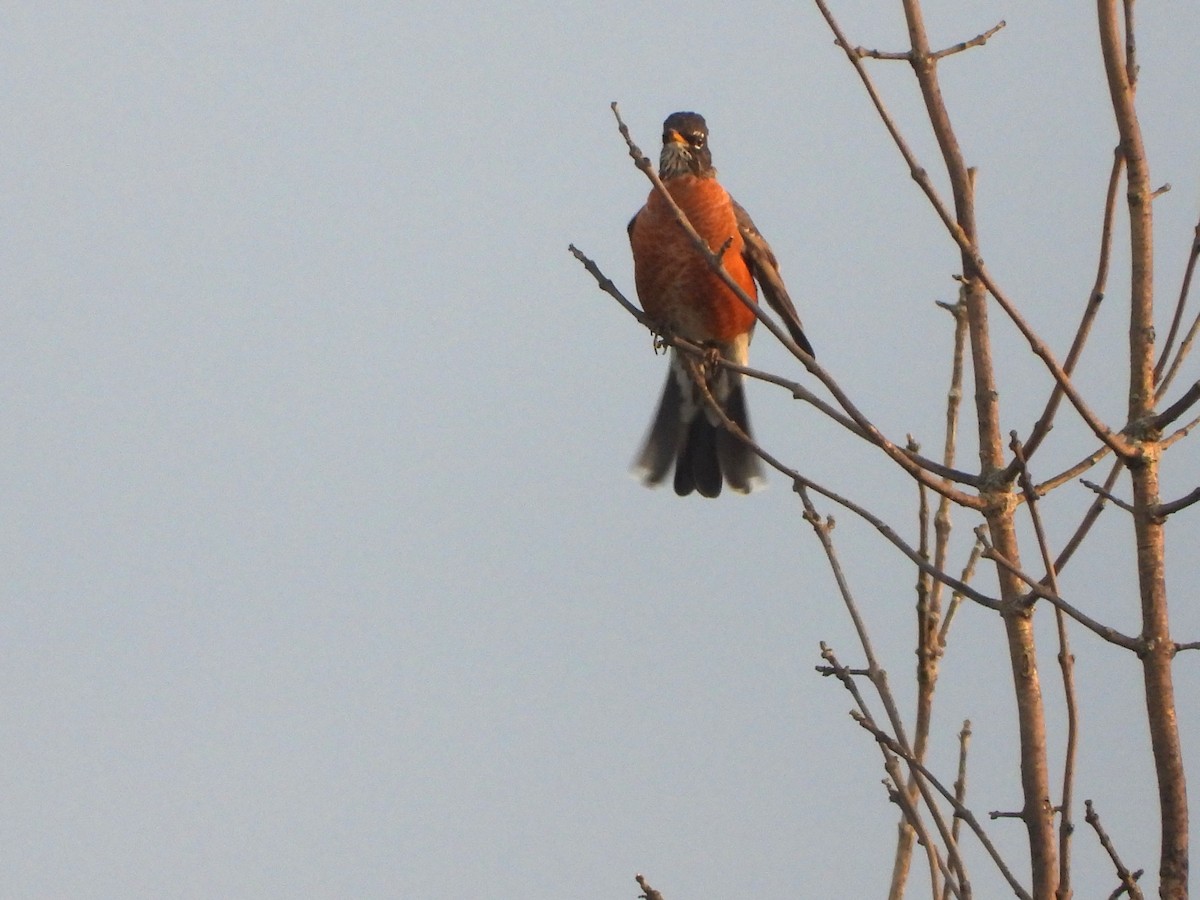 American Robin - ML623995929