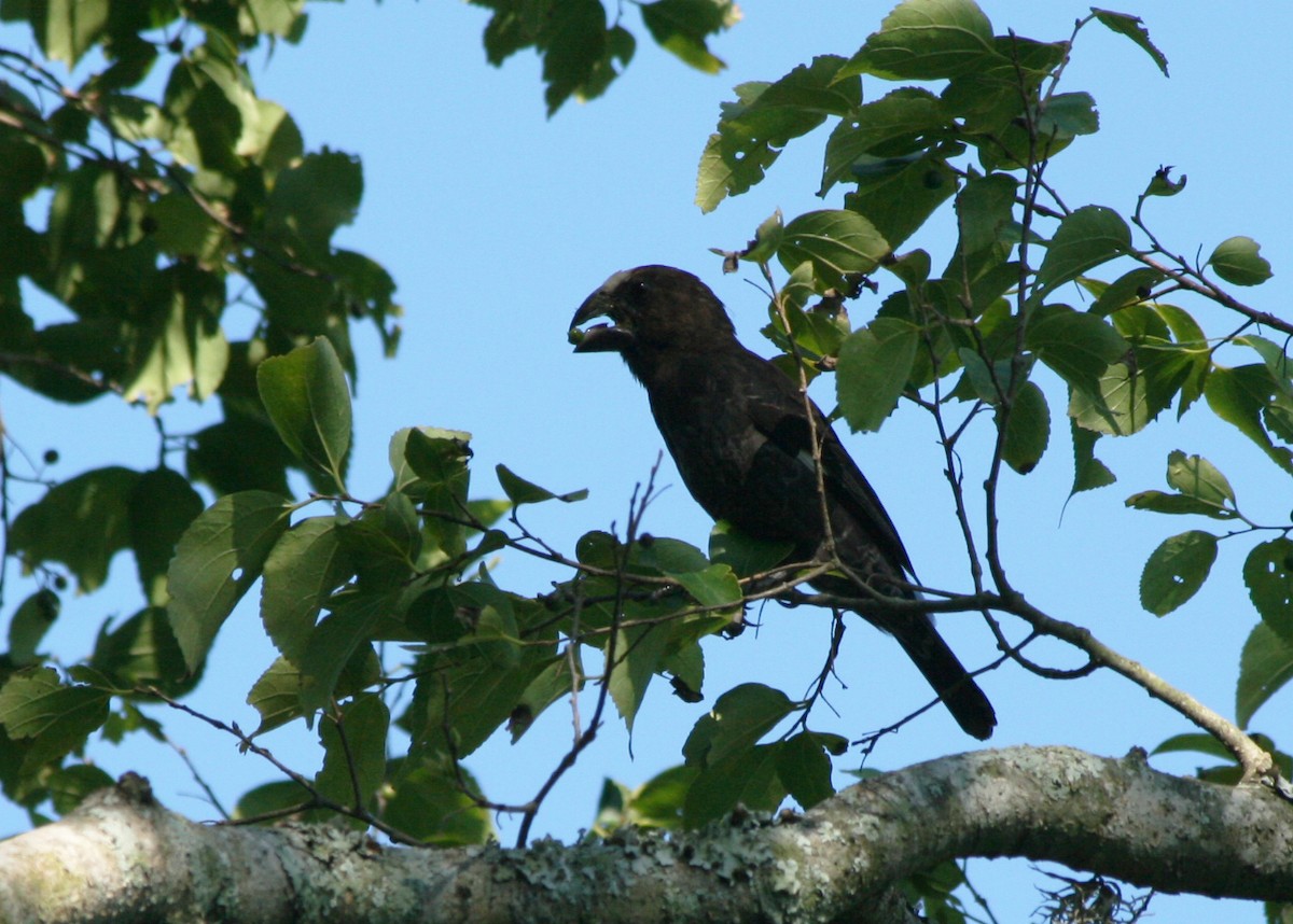 Grosbeak Weaver - ML623995932