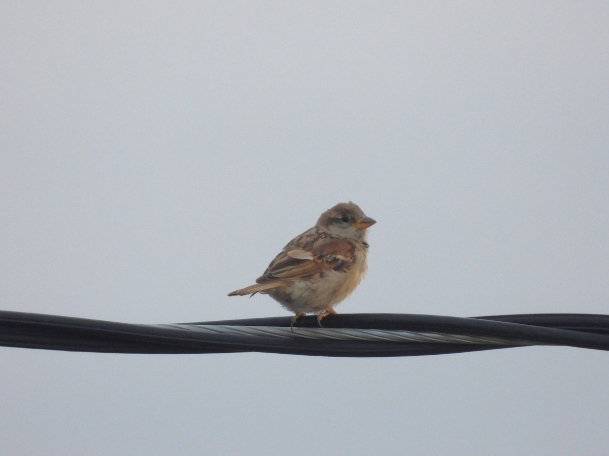 House Sparrow - ML623995934