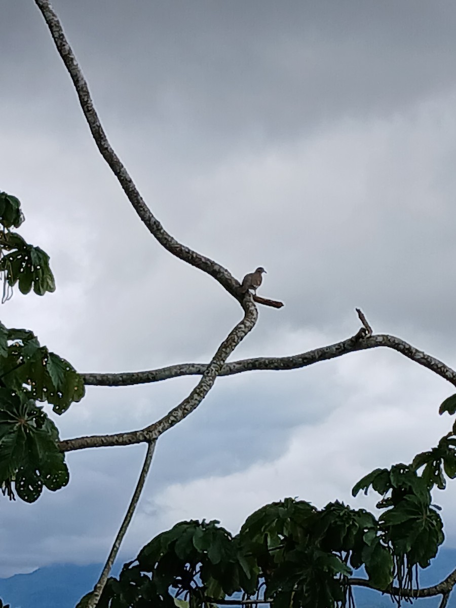 White-winged Dove - ML623995942