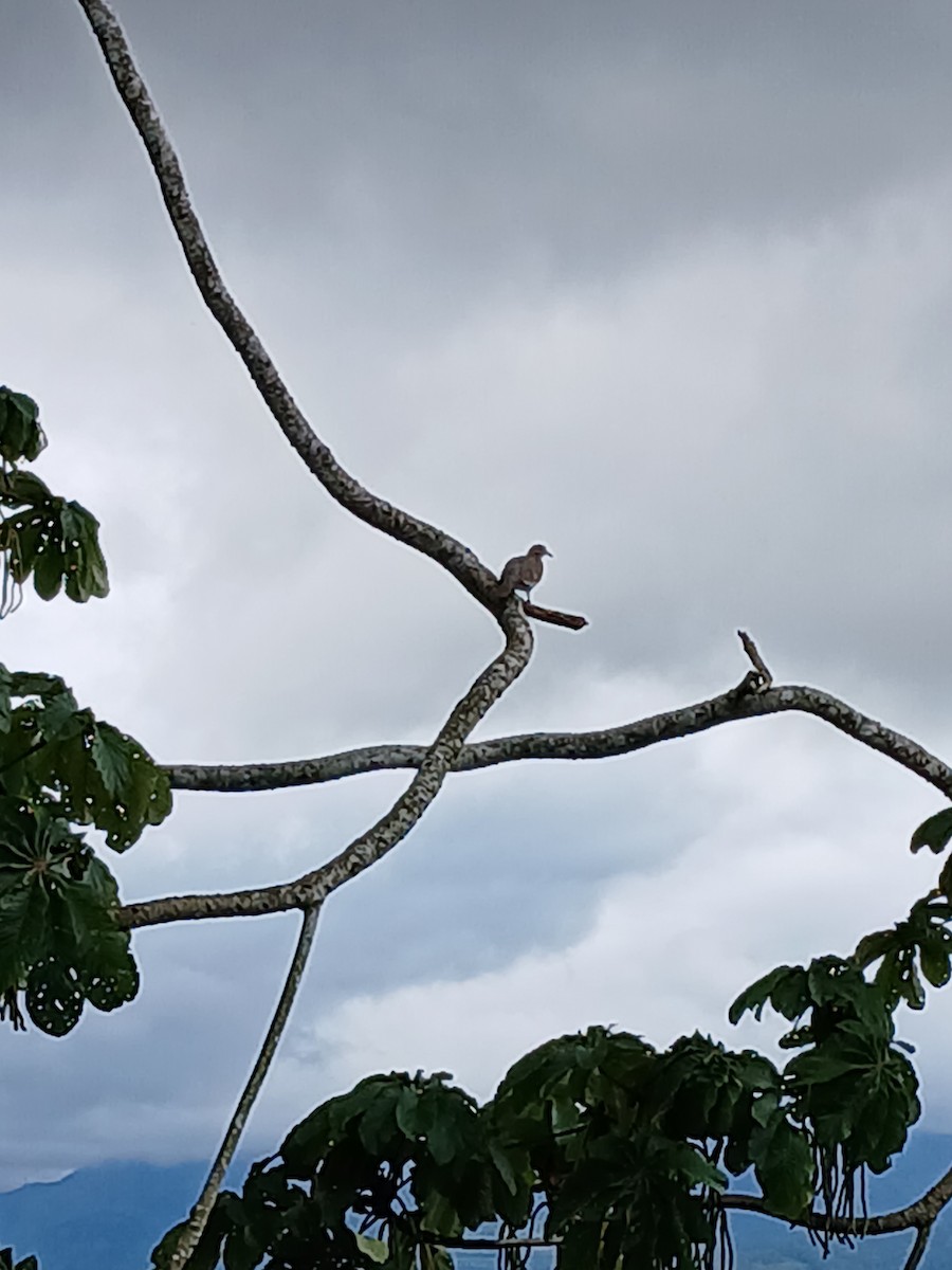 White-winged Dove - ML623995943