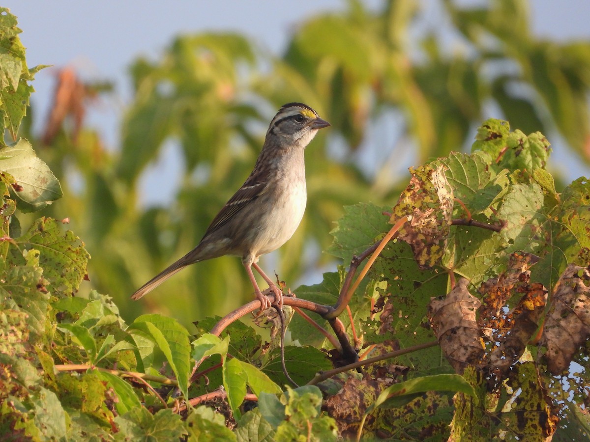 White-throated Sparrow - ML623995944