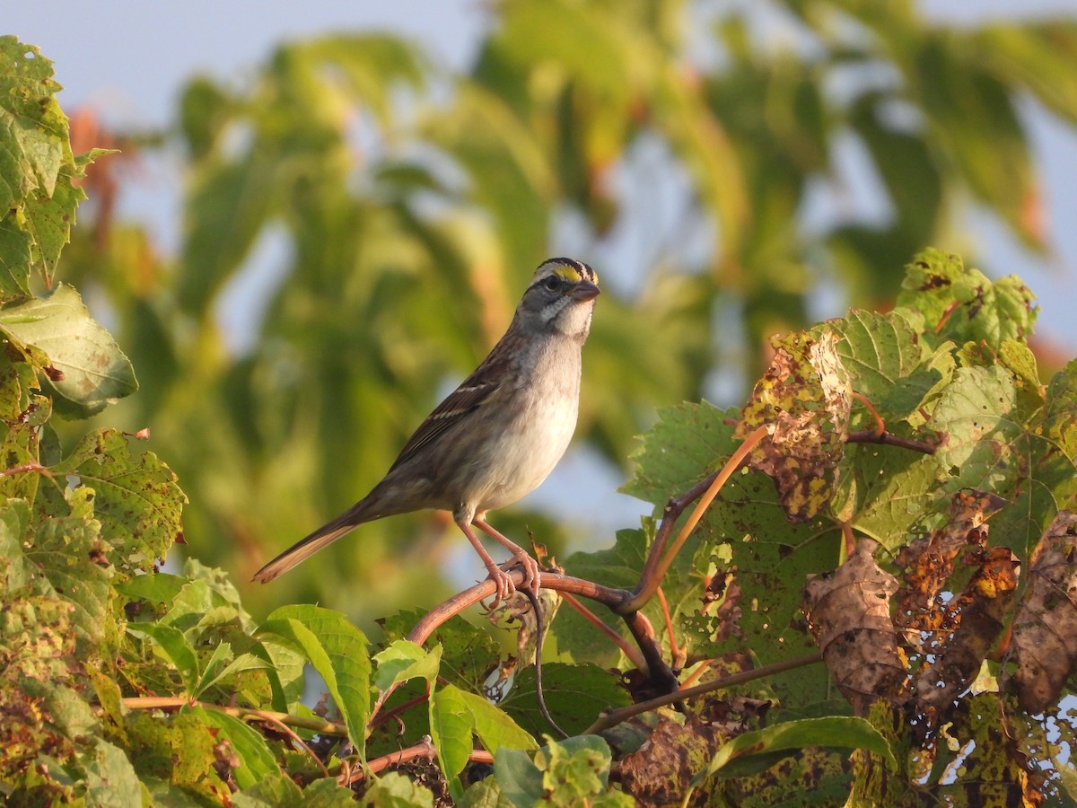 White-throated Sparrow - ML623995945