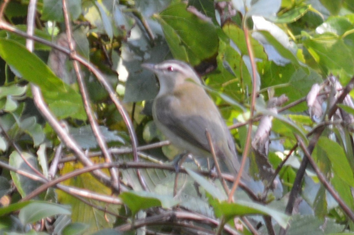 Red-eyed Vireo - ML623995952