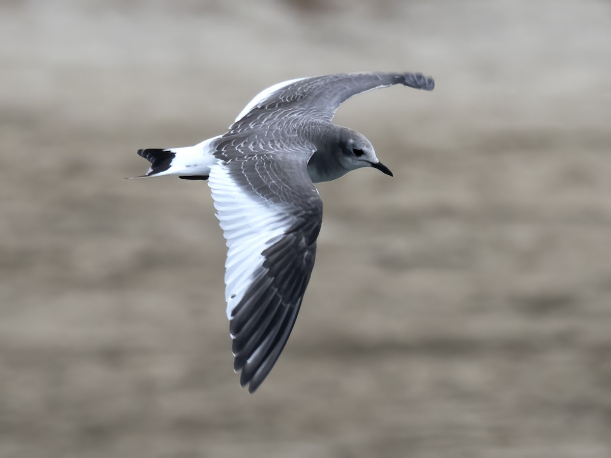 Sabine's Gull - ML623995985