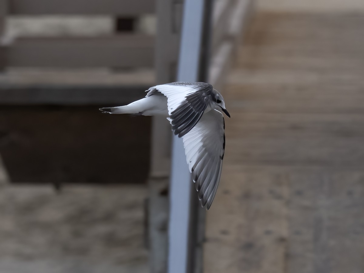 Sabine's Gull - ML623995987