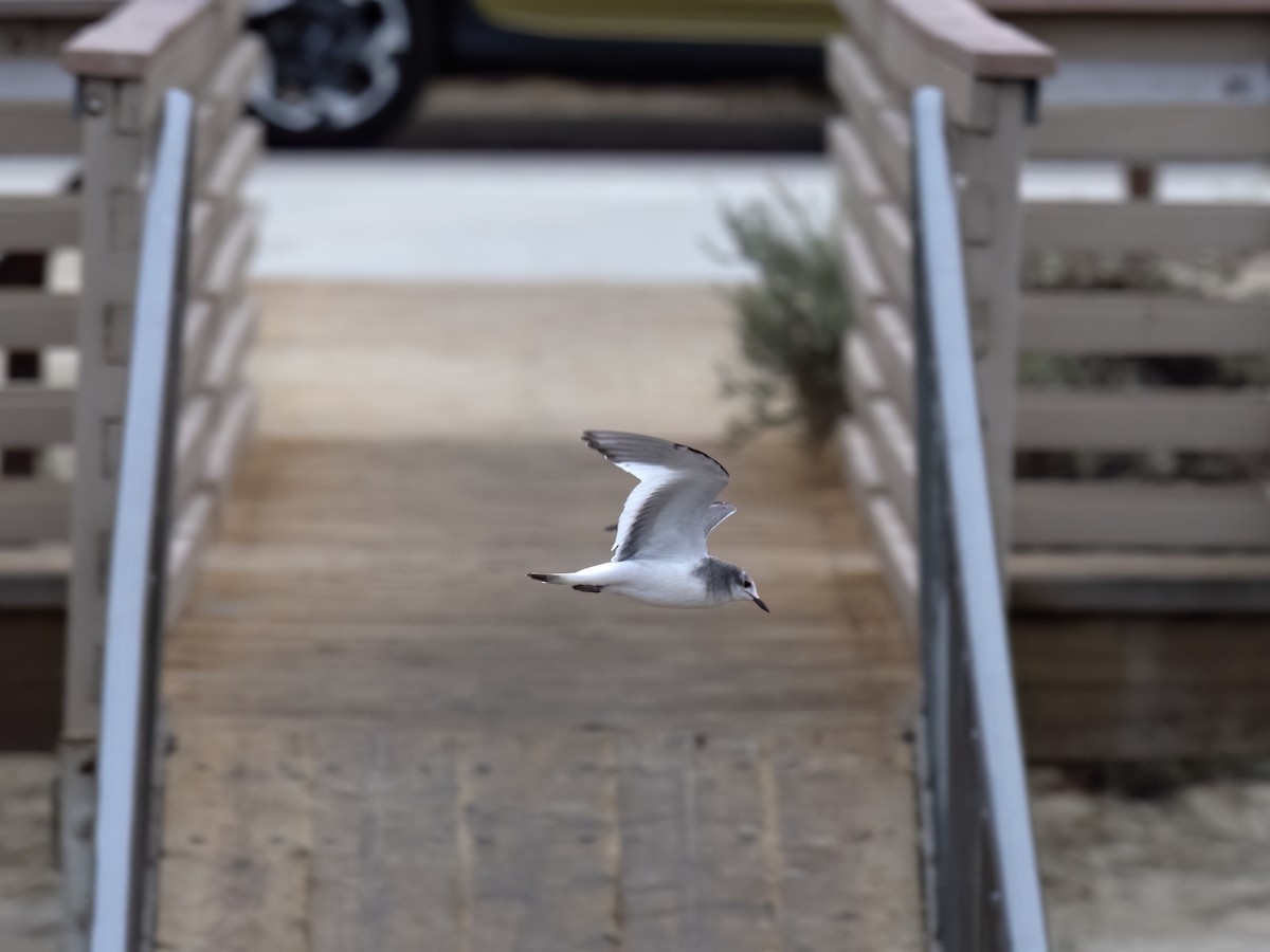 Sabine's Gull - ML623995995