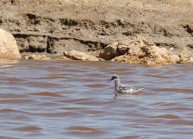 Red-necked Phalarope - ML623996016