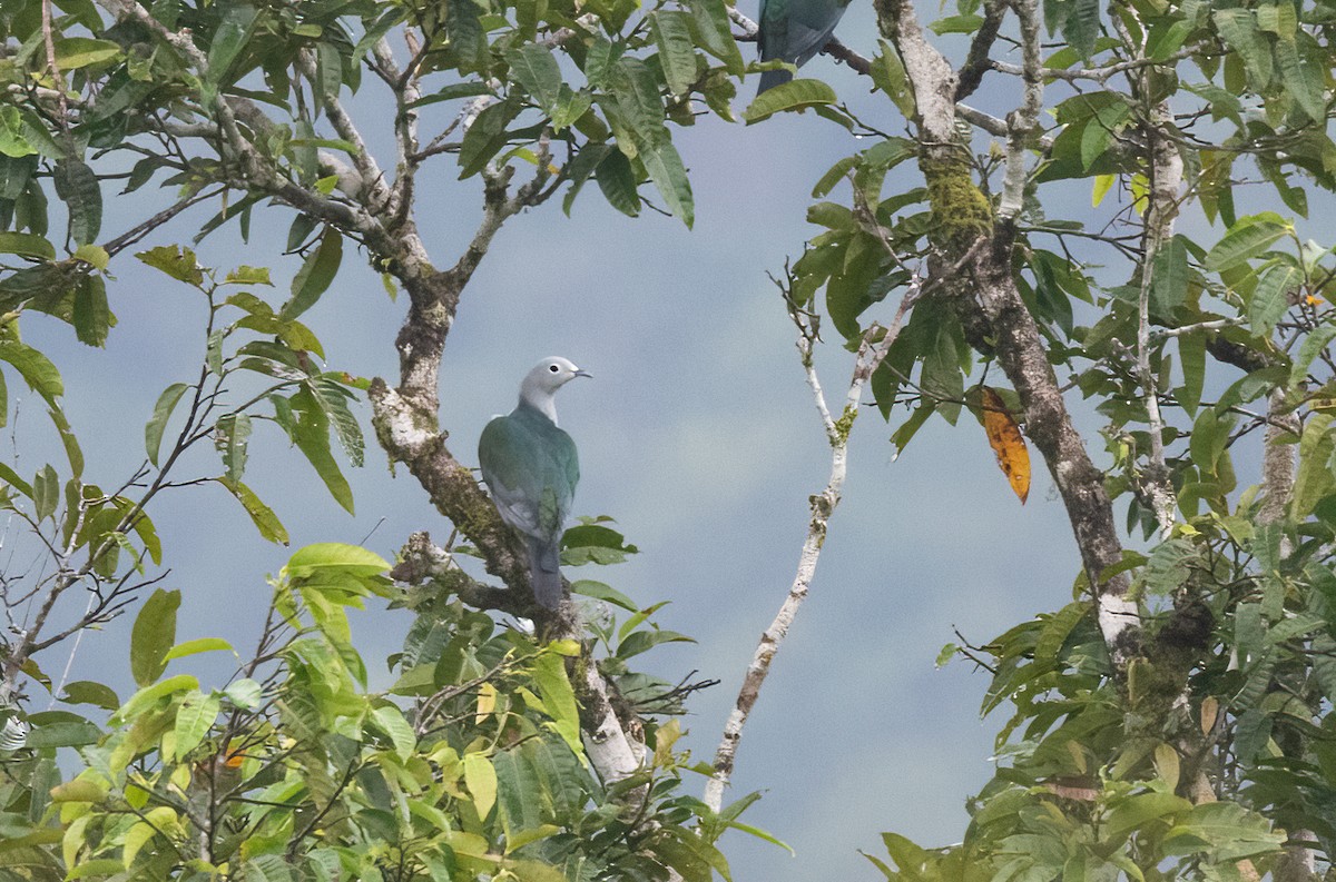 Seram Imperial-Pigeon - ML623996017