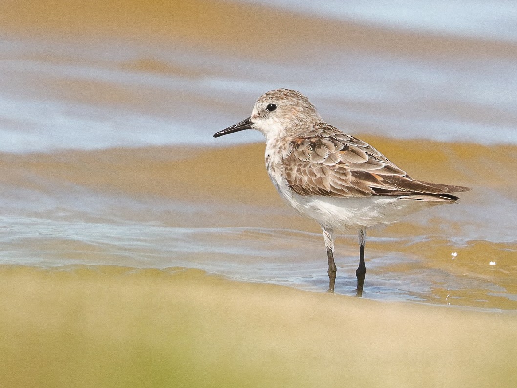 Little Stint - Oliver Main