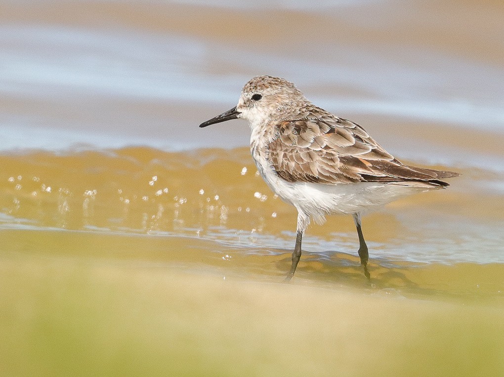 Little Stint - ML623996043