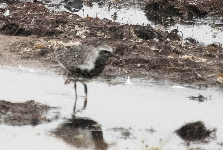 American Golden-Plover - ML623996045