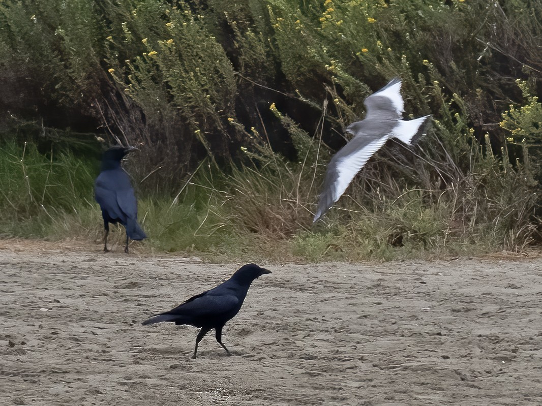 Sabine's Gull - ML623996049