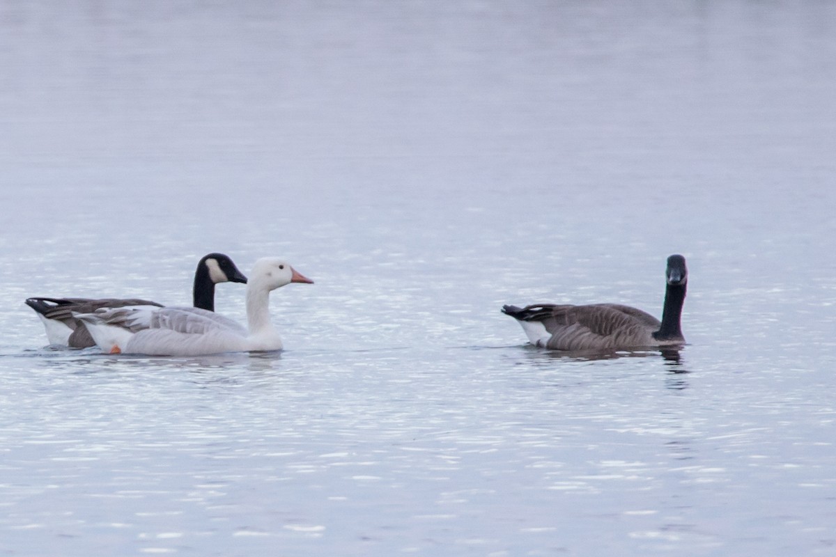 Graylag Goose (Domestic type) - ML623996057