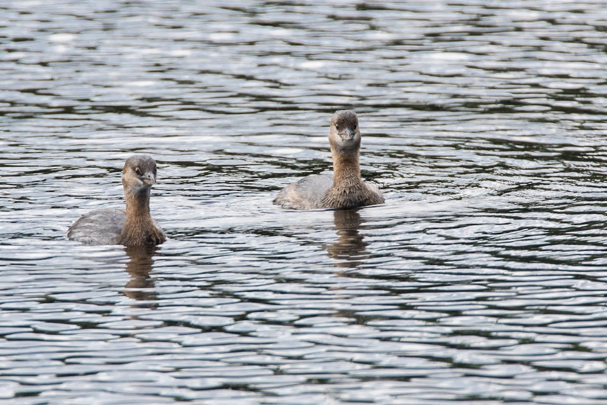 Pied-billed Grebe - ML623996076