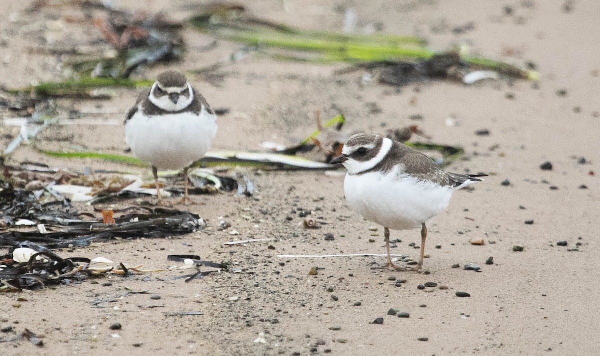 Semipalmated Plover - ML623996078