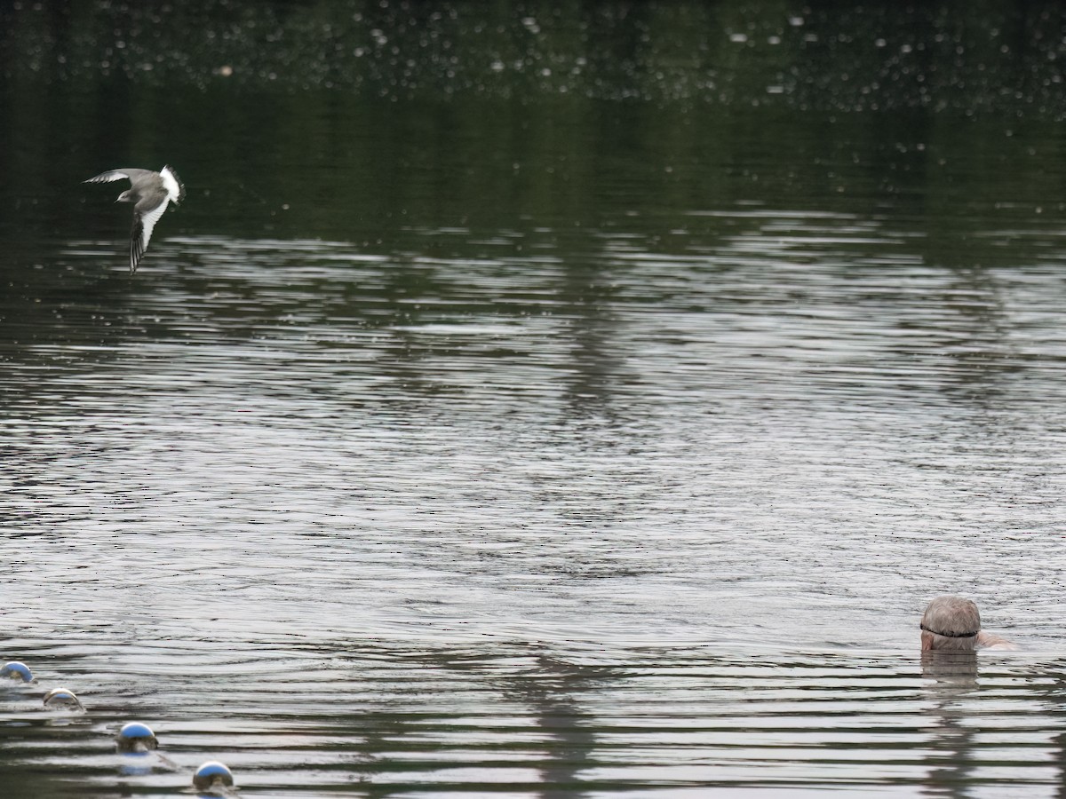 Sabine's Gull - ML623996113