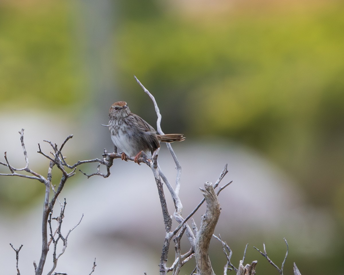 Red-headed Cisticola - ML623996174