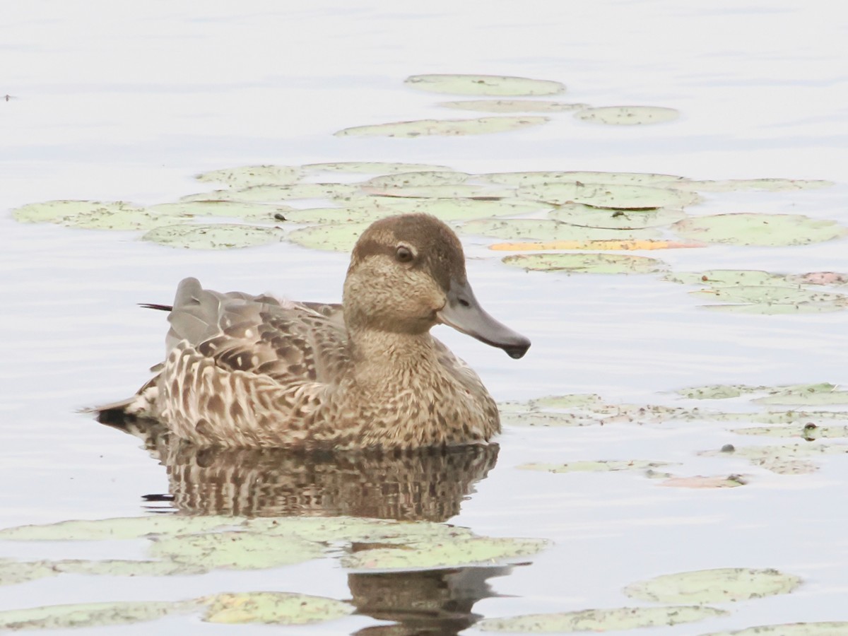 Green-winged Teal - ML623996175