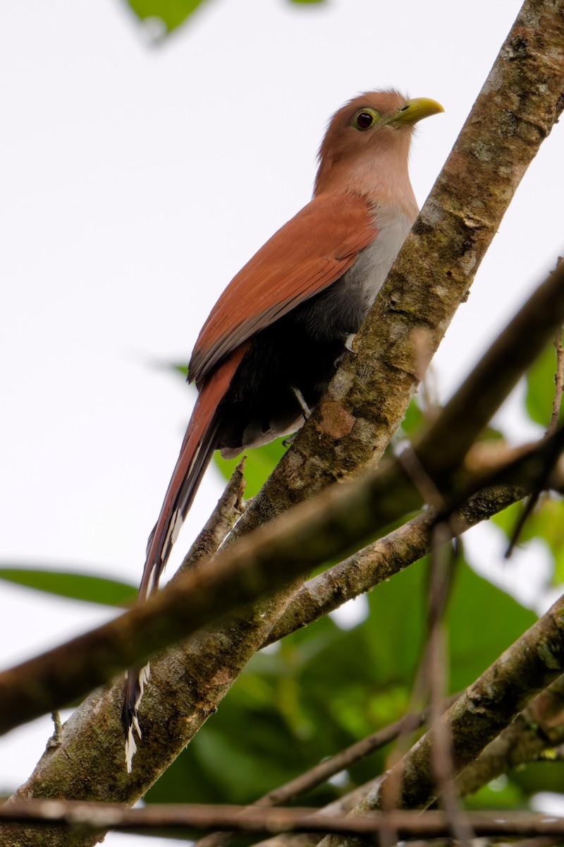 Cuco Ardilla Común - ML623996209