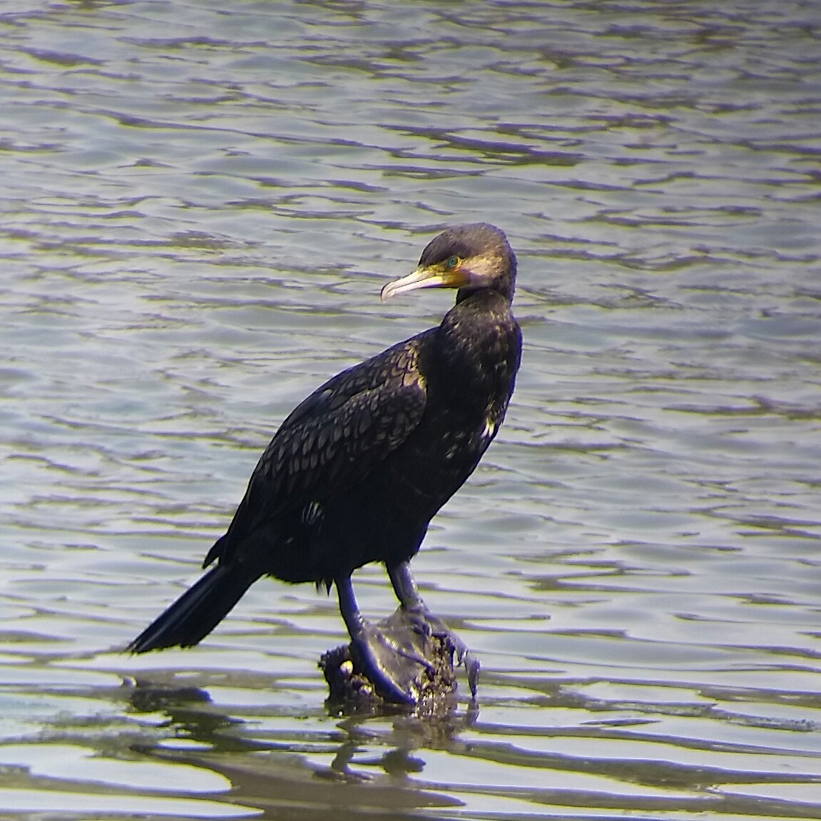 Great Cormorant - ML62399621