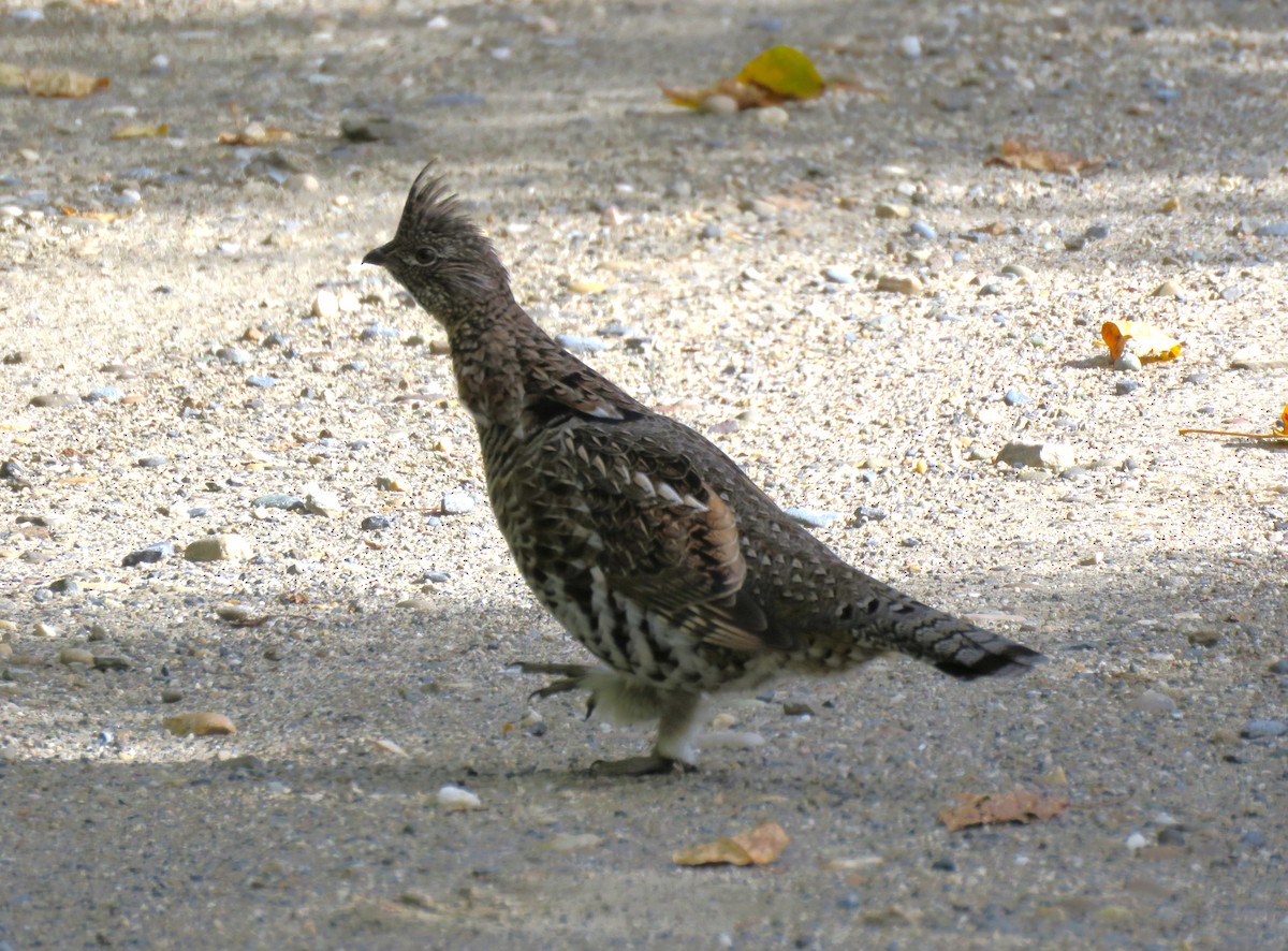 Ruffed Grouse - ML623996224