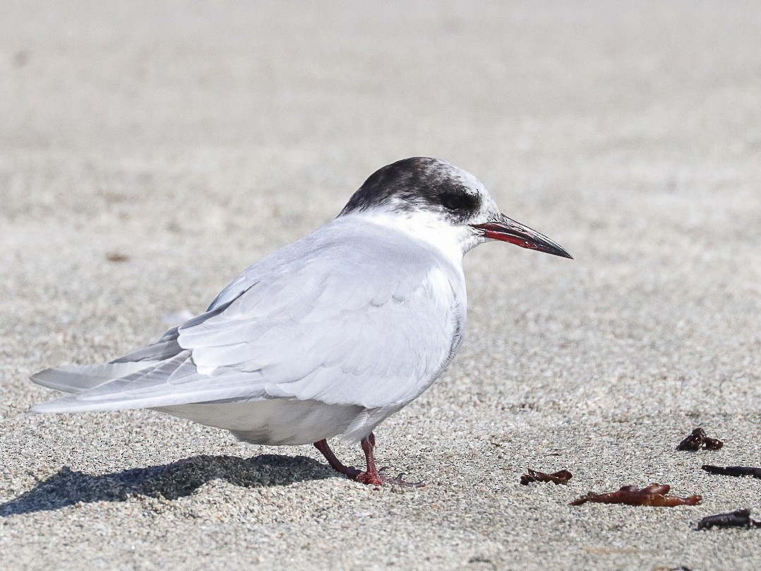 Antarctic Tern - ML623996232