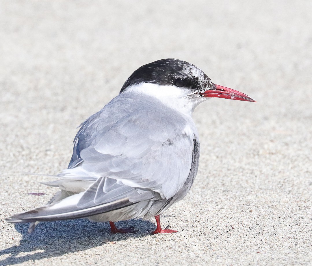 Antarctic Tern - ML623996233