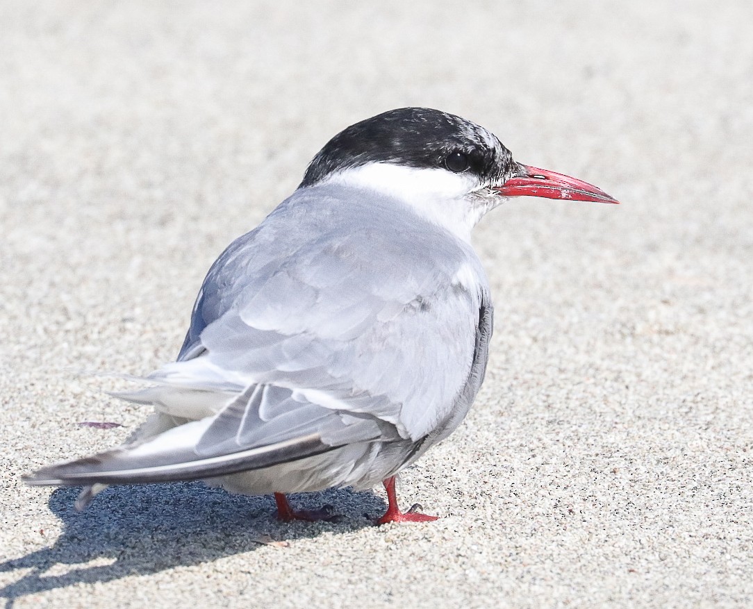 Antarctic Tern - ML623996234