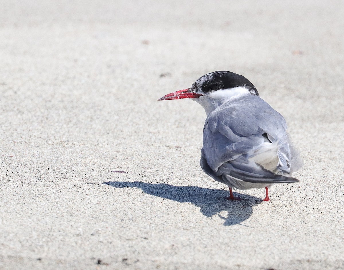 Antarctic Tern - ML623996235