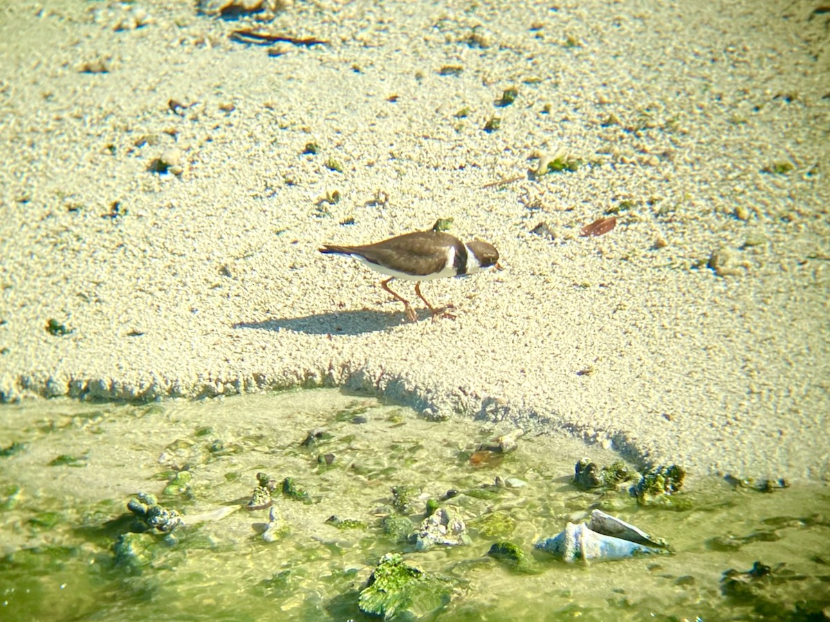 Semipalmated Plover - ML623996243