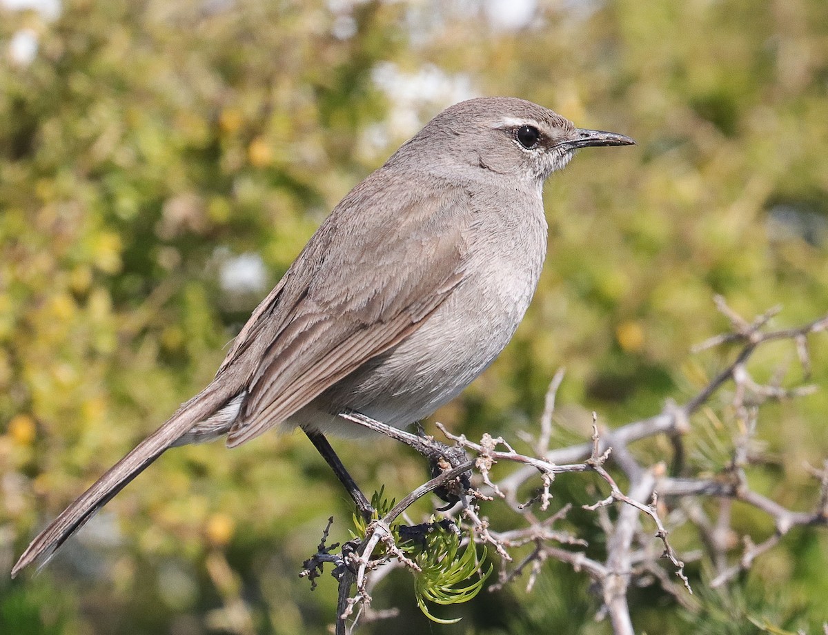 Karoo Scrub-Robin - ML623996247