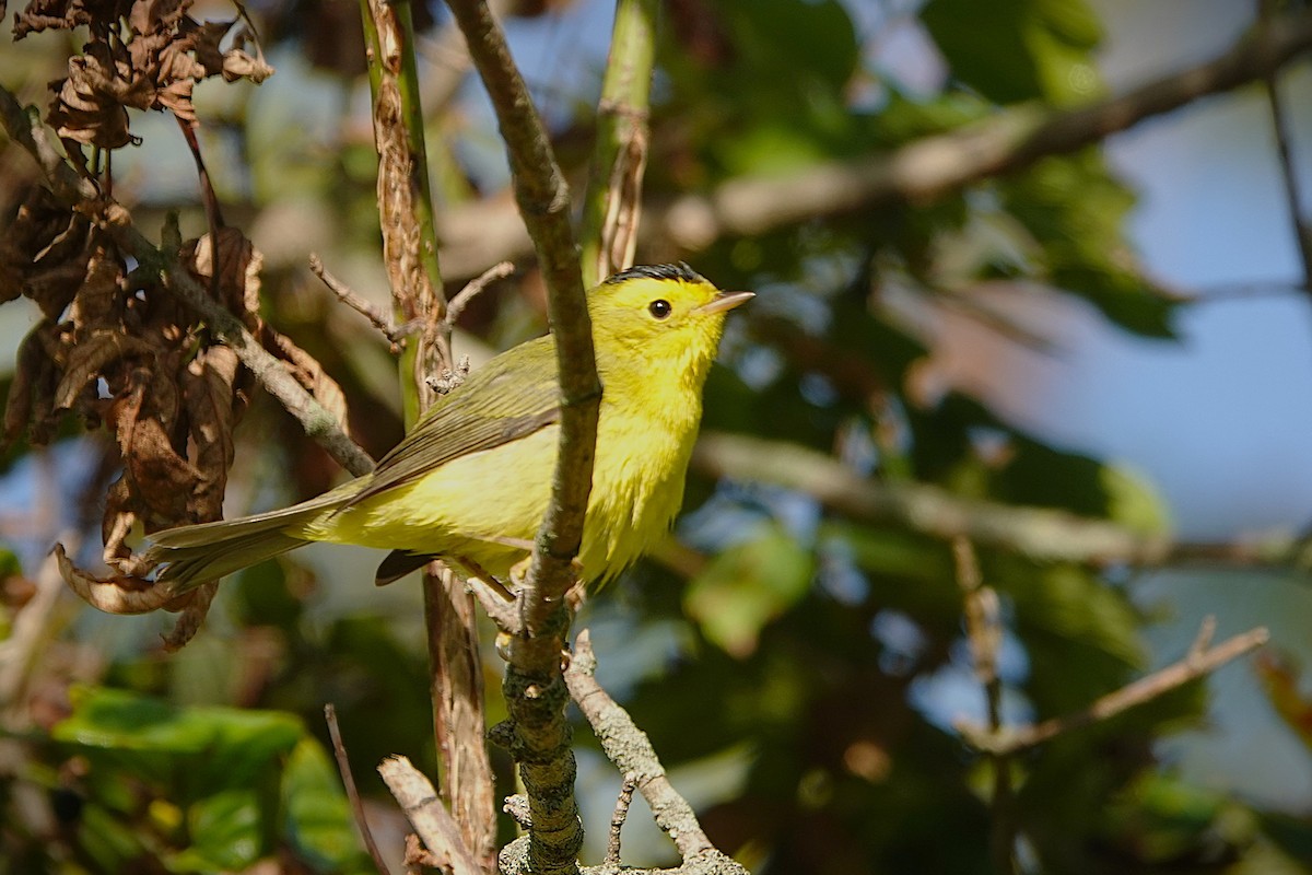 Wilson's Warbler - ML623996260