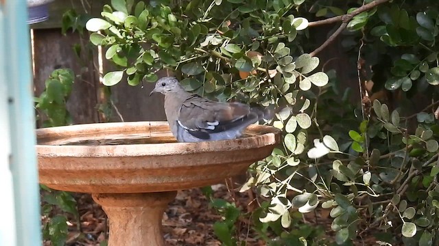 White-winged Dove - ML623996262