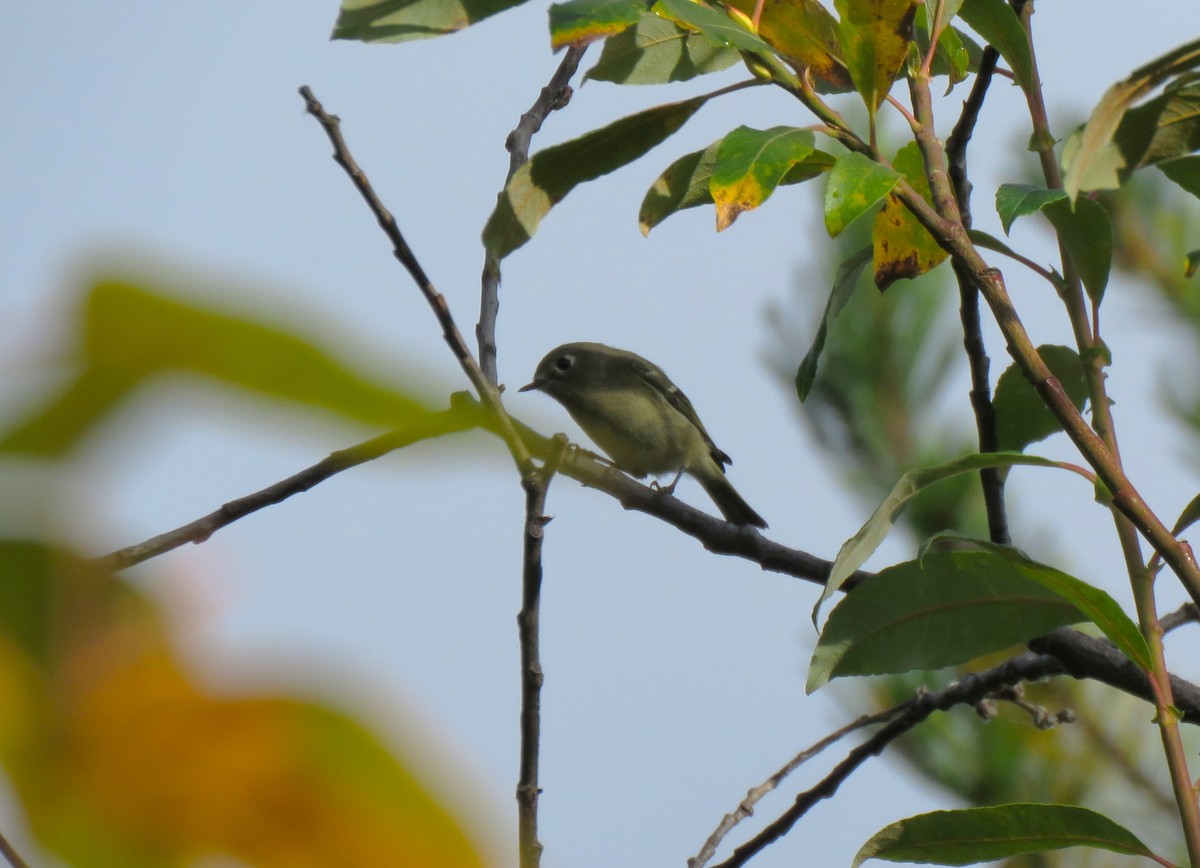 Ruby-crowned Kinglet - ML623996290