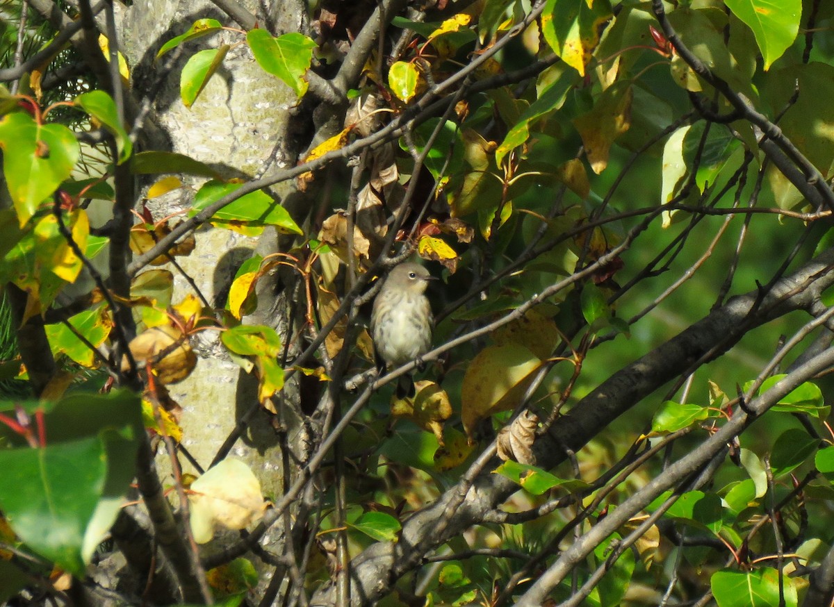 Yellow-rumped Warbler - ML623996301