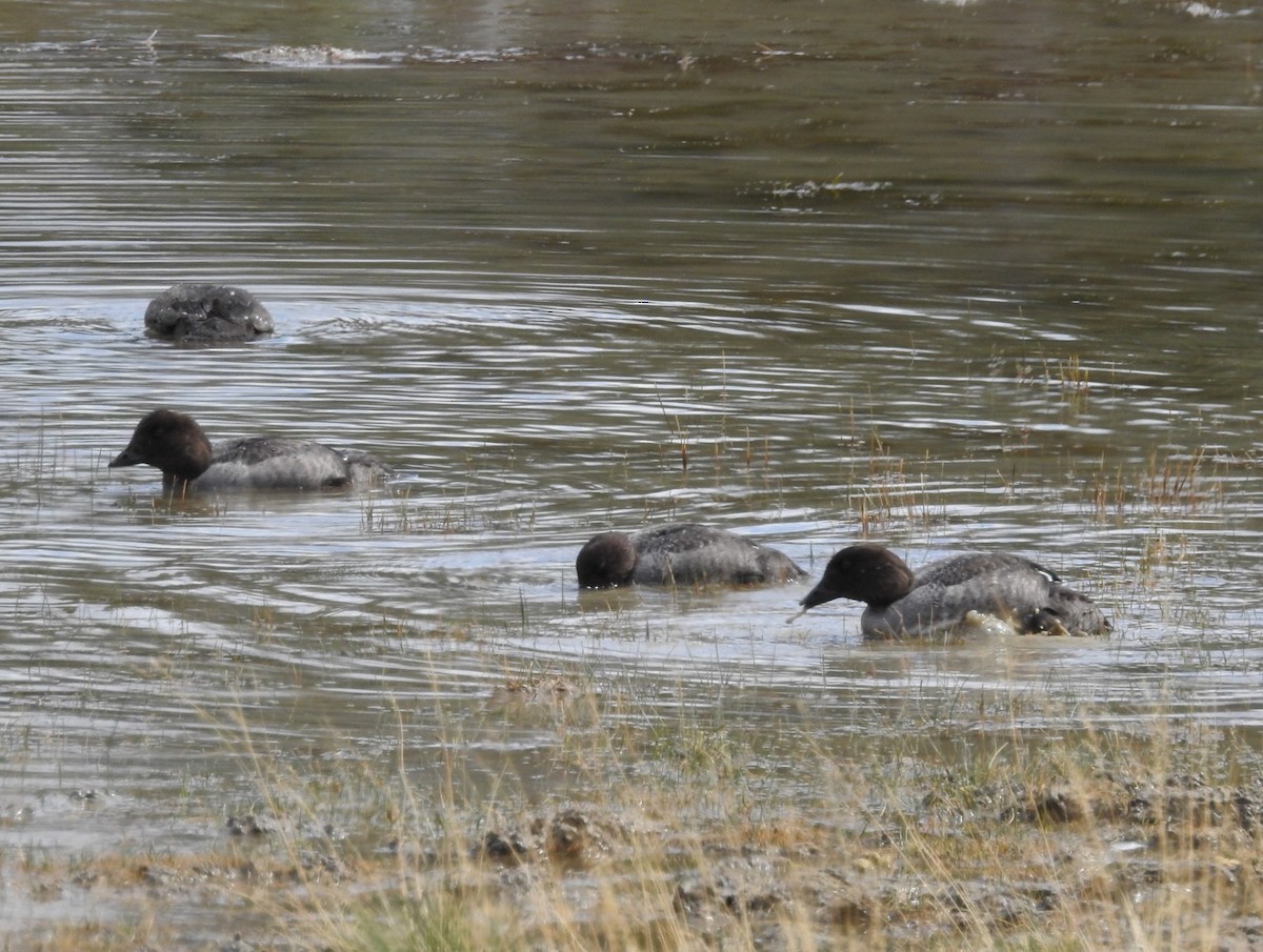 Barrow's Goldeneye - ML623996303