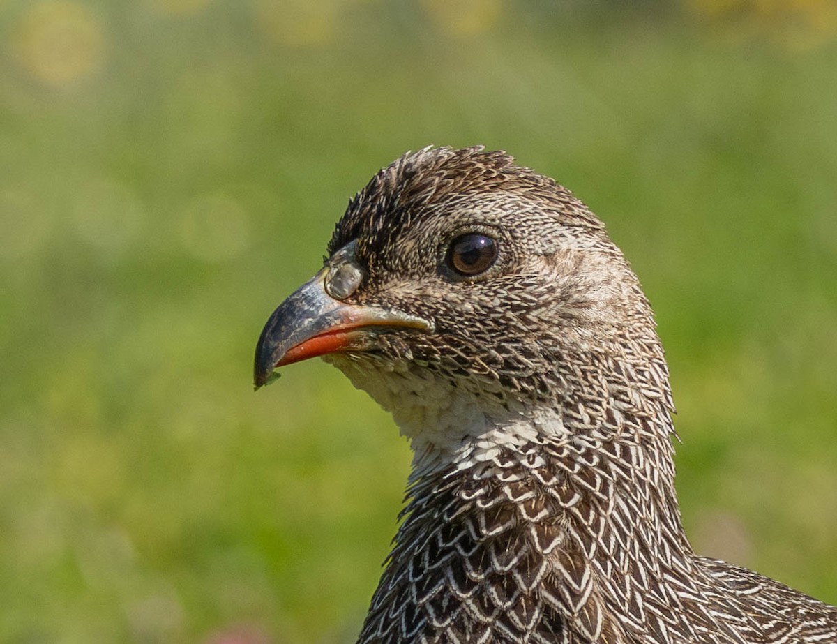 Cape Spurfowl - ML623996332