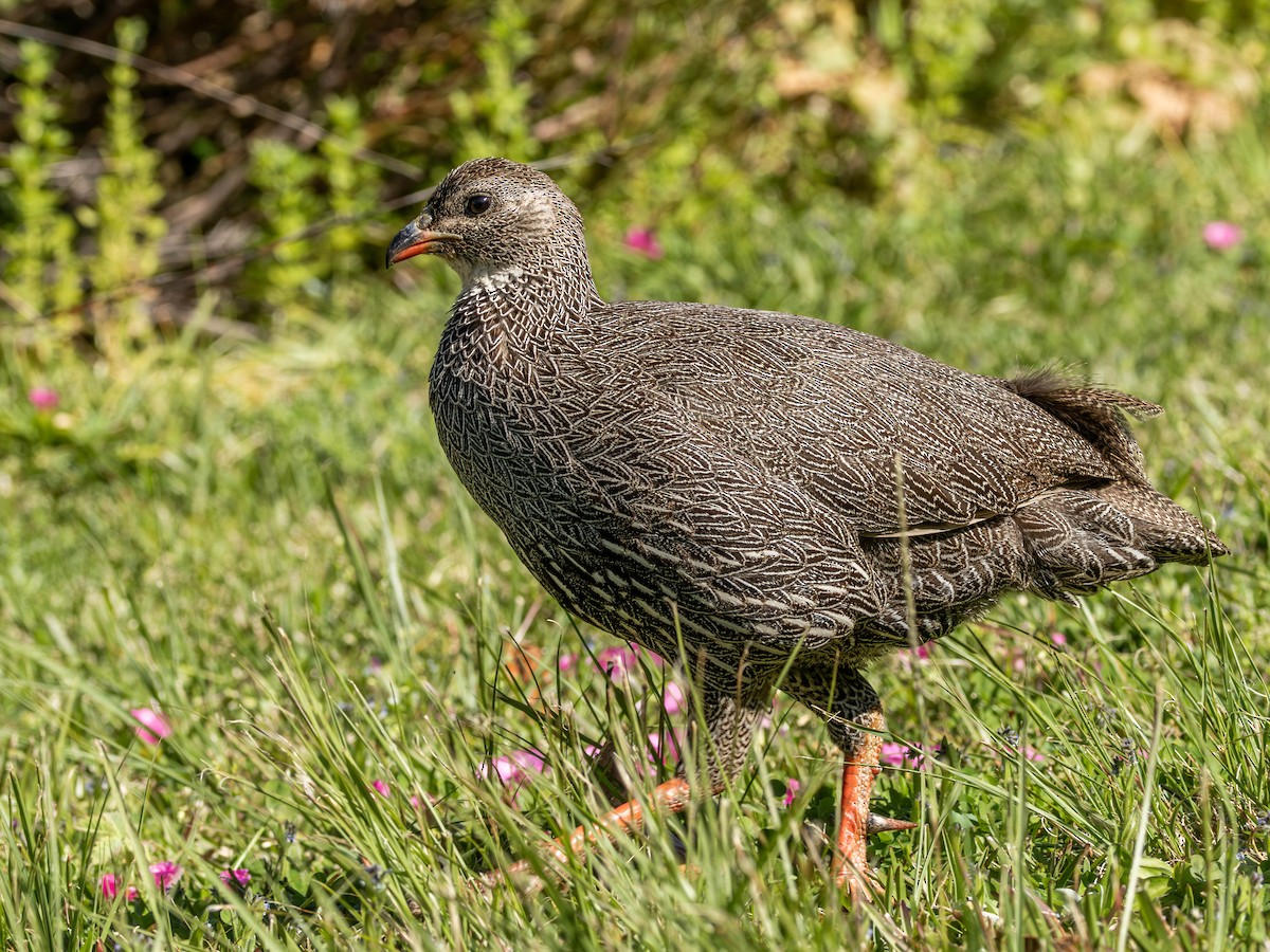 Cape Spurfowl - ML623996333