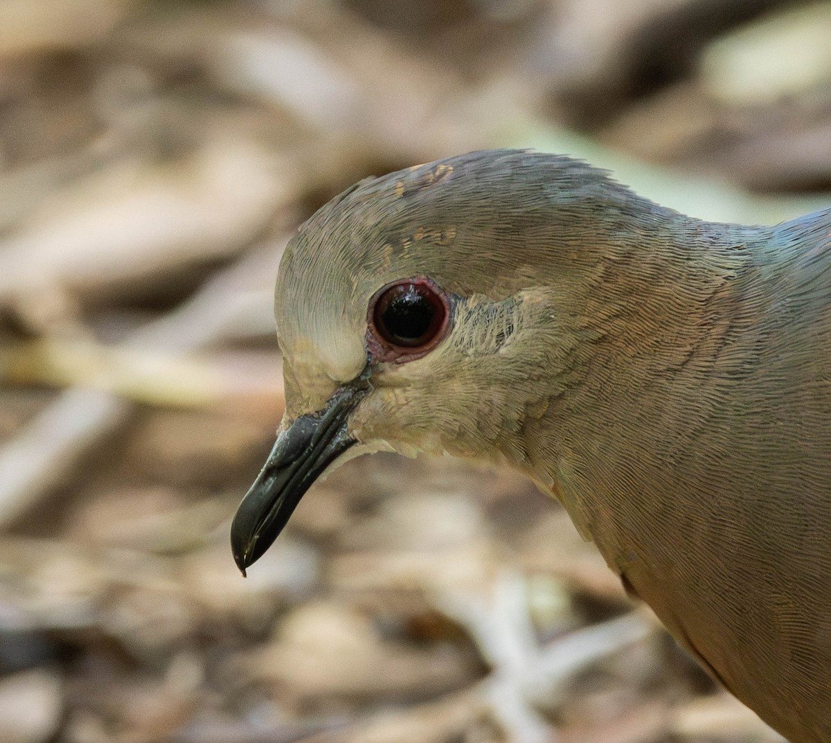 Lemon Dove - ML623996340